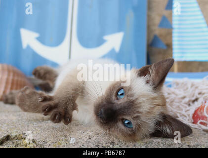 siamese kitten (thai), 6 weeks old, seal point, lying Stock Photo