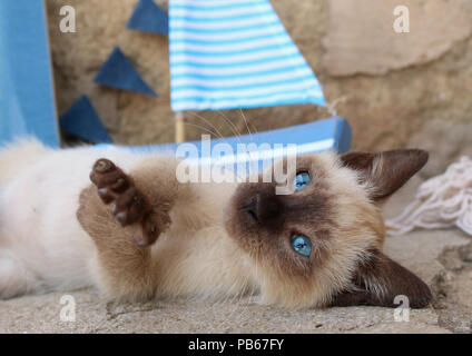siamese kitten (thai), 6 weeks old, seal point, Stock Photo