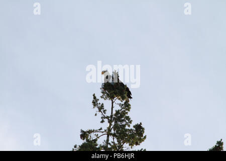 A bald eagle resting on the top of a tree in the winter Stock Photo