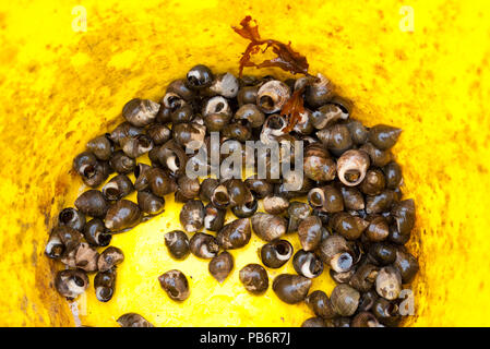 Freshly collected Periwinkles (Littorina littorea) in a yellow bucket, Scotland, UK. Stock Photo