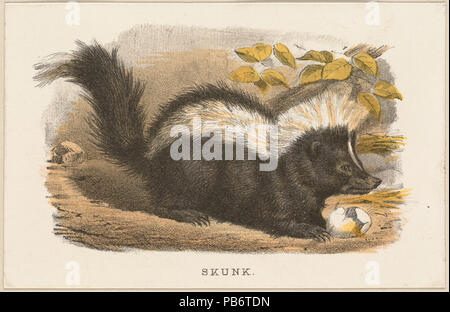 Skunk by Boston Public Library Stock Photo - Alamy