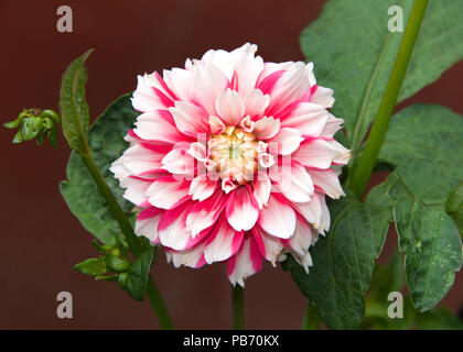Close up on one Dahlia flower, bright pink and white. Dahlia is a genus of  bushy, tuberous, herbaceous perennial plants native to Mexico Stock Photo -  Alamy