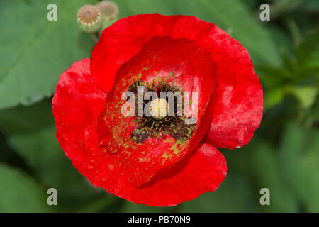 Close up of one red poppy flower. A poppy is a flowering plant in the subfamily Papaveroideae of the family Papaverace. Poppies have long been used as Stock Photo