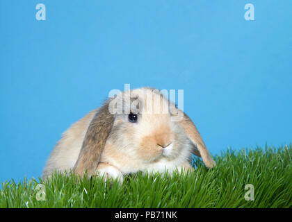 Close up portrait of a diluted calico colored lop eared bunny rabbit baby laying in green grass looking slightly to viewers right. Blue background wit Stock Photo