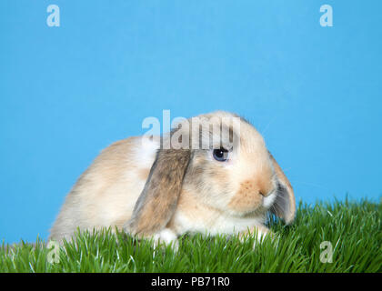 Close up portrait of a diluted calico colored lop eared bunny rabbit baby laying in green grass looking slightly to viewers right. Blue background wit Stock Photo