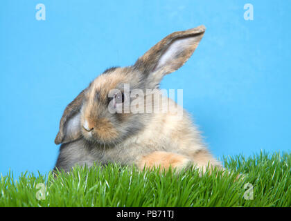 Close up portrait of a diluted calico colored lop eared bunny rabbit baby in green grass one ear up, one lopped down looking to viewers left. Blue bac Stock Photo