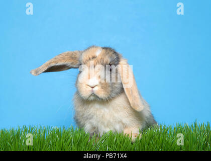 Close up portrait of a diluted calico colored lop eared bunny rabbit baby in green grass one ear raised, other flopped down looking slightly to viewer Stock Photo