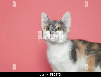 Close up portrait of a diluted calico kitten standing looking up and to viewers left. Pink background with copy space. Stock Photo