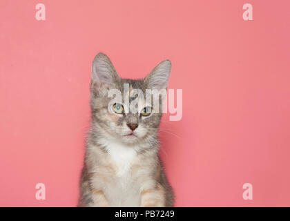 Close up portrait of a diluted calico kitten looking forward to viewers right. Pink background with copy space. Stock Photo