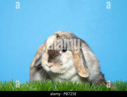 Close up portrait of an adorable calico lop eared bunny rabbit in green grass with blue background looking to viewers left. Blue background with copy  Stock Photo