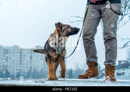 A german shepherd puppy dog a leash with its owner on in a winter urban environment with snowfall Stock Photo