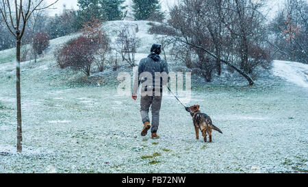 A german shepherd puppy walked by his owner in winter environment with snowfall Stock Photo