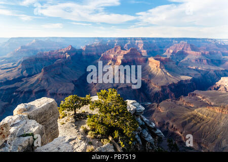 Sunset view of Grand Canyon, from South rim viewpoint. Trees on rocky overlook in the foreground; North Face shadowed, Colorado River far below. Stock Photo