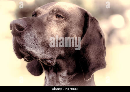 German short-haired pointer dog. Close-up distinguished pedigree pet portrait. Old working dog head in close-up with natural vignette and vintage tone Stock Photo