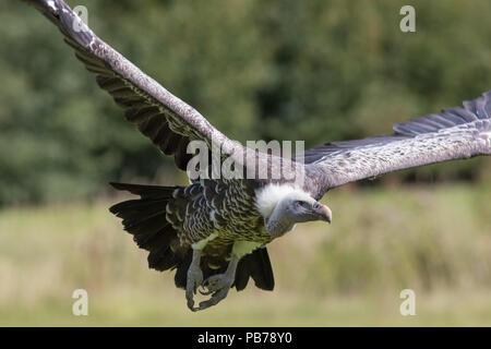 Ruppells Griffon vulture (Gyps rueppelli) flying head on. Close up of African scavenger bird in flight. Endangered animal. Stock Photo