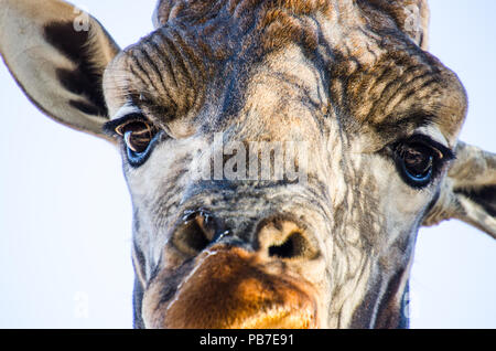 Close up detail of adult giraffe staring at camera, isolated with white background. Stock Photo