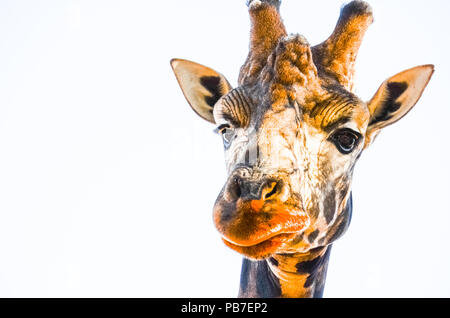 Close up animal portrait of giraffe head, looking down camera isolated on white background. Curious giraffe with big lips looking directly at camera. Stock Photo