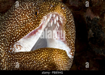 A close look at the mouth of a whitemouth moray eel, Gymnothorax meleagris, showing the curved teeth in the upper jaw for holding prey, Hawaii. Stock Photo