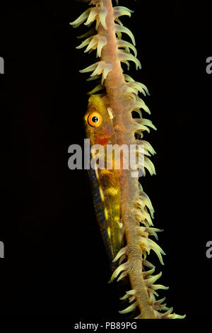 Wire coral goby, Bryaninops yongei, on wire coral with it’s polyps extended, Hawaii. Stock Photo