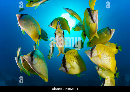 Schooling milletseed butterflyfish, Chaetodon miliaris, endemic. Hawaii. Stock Photo