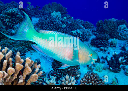 The terminal or final phase of a palenose parrotfish, Scarus psittacus, Hawaii. Stock Photo