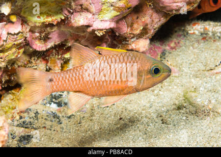 The iridescent cardinalfish, Apogon kallopterus, reaches 6 inches in ...