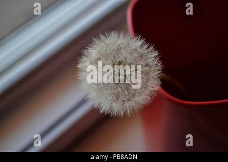 Closeup of fluffy dandelion in red enamel cup Stock Photo