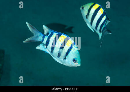 The Indo-Pacific sergeant major, Abudefduf vaigiensis, is a recent arrival to the waters around Hawaii. Stock Photo