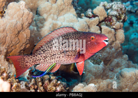 The initial phase of a redlip parrotfish, Scarus rubroviolaceus. This individual is being cleaned by an endemic Hawaiian cleaner wrasse, Labroides pht Stock Photo