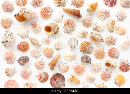 Variety of seashells on white background.