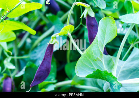 Purple pods of garden peas. Studio Photo Stock Photo