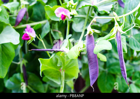 Purple pods of garden peas. Studio Photo Stock Photo