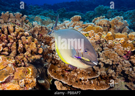 These sleek unicornfish, Naso hexacanthus, have made a stop at a cleaning station operated by an endemic Hawaiian cleaner wrasse, Labroides phthiropha Stock Photo