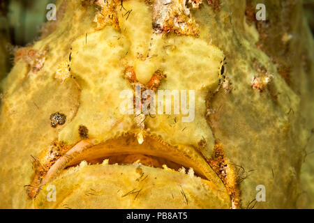 A close look at the face of a Commerson's Frogfish, Antennarius commersoni, Hawaii. Stock Photo
