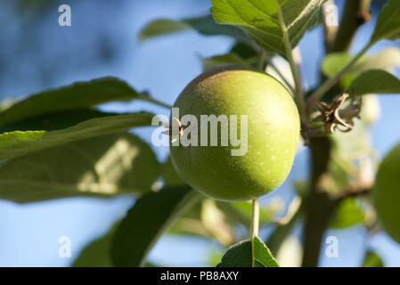 Apple: a growing apple on the branch in late June Stock Photo