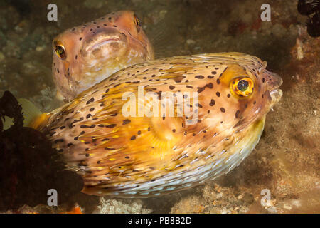 The longspined porcupinefish, Diodon holocanthus, or freckled porcupinefish, use their beak combined with plates on the roof of the mouth to crush the Stock Photo