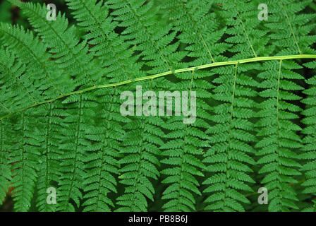 Ferns in a Forest Stock Photo