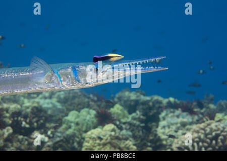 The endemic Hawaiian cleaner wrasse, Labroides phthirophagus, is taking a close look for parasites on this crocodile needlefish, Tylosurus crocodilus, Stock Photo