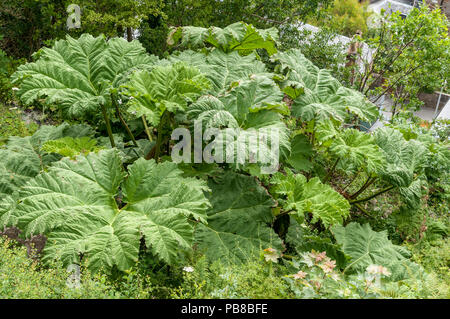 Gunnera manicata, known as Brazilian giant-rhubarb Stock Photo