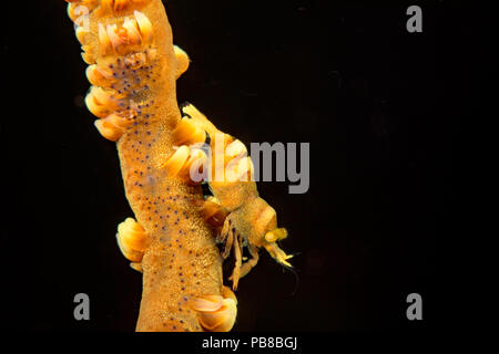 This barred wire coral shrimp, Pontonides unciger, lives on this species of wire coral, Cirrhipathes anguina, Hawaii. Stock Photo