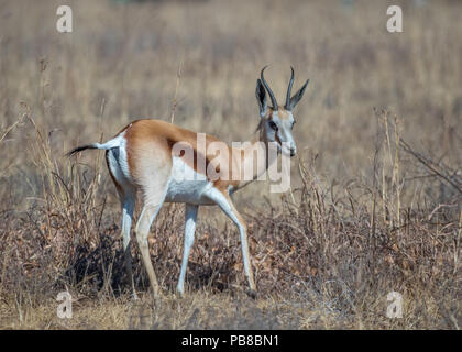 The springbok is a medium-sized antelope found mainly in southern and southwestern Africa image in landscape format with copy space Stock Photo