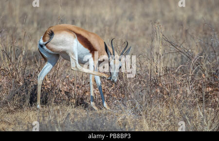 The springbok is a medium-sized antelope found mainly in southern and southwestern Africa image in landscape format with copy space Stock Photo