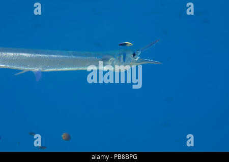 The endemic Hawaiian cleaner wrasse, Labroides phthirophagus, is taking a close look for parasites on this crocodile needlefish, Tylosurus crocodilus, Stock Photo