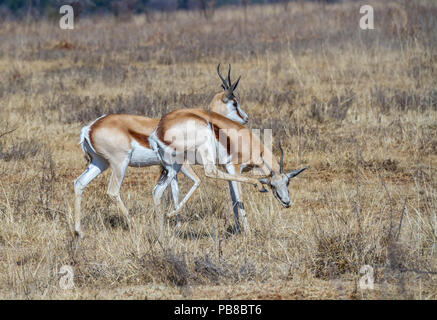 The springbok is a medium-sized antelope found mainly in southern and southwestern Africa image in landscape format with copy space Stock Photo