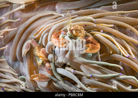 Male and female porcelain crab, Neopetrolisthes maculatus, are commensal in sea anemones, Philippines. Stock Photo