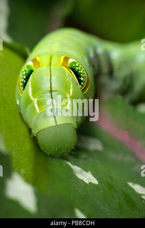 Vine Hawk Moth Caterpillar stage. The Vine Hawkmoth Caterpillar also known as the Silver-Striped Hawk Moth and  scientifically as Hippotion celerio