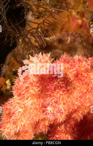 The body of the soft coral spider crab, Hoplophrys oatesii, is covered with spines to mimic the polyps of the alcyonarian coral on which it lives, Phi Stock Photo