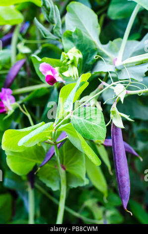 Purple pods of garden peas. Studio Photo Stock Photo