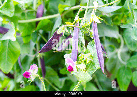 Purple pods of garden peas. Studio Photo Stock Photo