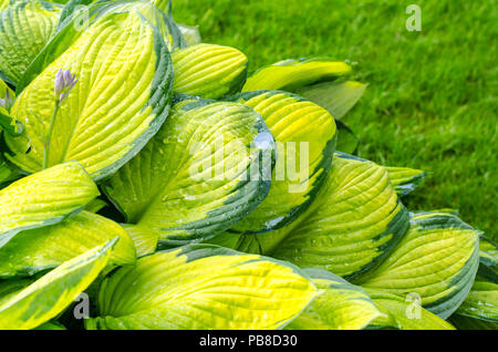 Droplets of water after rain on leaves. Studio Photo Stock Photo